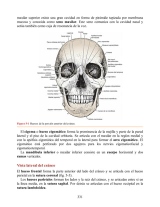 maxilar superior existe una gran cavidad en forma de pirámide tapizada por membrana
mucosa y conocida como seno maxilar. Este seno comunica con la cavidad nasal y
actúa también como caja de resonancia de la voz.
Figura 5-1 Huesos de la porción anterior del cráneo.
El cigoma o hueso cigomático forma la prominencia de la mejilla y parte de la pared
lateral y el piso de la cavidad orbitaria. Se articula con el maxilar en la región medial y
con la apófisis cigomática del temporal en la lateral para formar el arco cigomático. El
cigomático está perforado por dos agujeros para los nervios cigomaticofacial y
cigomaticotemporal.
La mandíbula inferior o maxilar inferior consiste en un cuerpo horizontal y dos
ramas verticales.
Vista lateral del cráneo
El hueso frontal forma la parte anterior del lado del cráneo y se articula con el hueso
parietal en la sutura coronal (fig. 5-3).
Los huesos parietales forman los lados y la raíz del cráneo, y se articulan entre sí en
la línea media, en la sutura sagital. Por detrás se articulan con el hueso occipital en la
sutura lambdoidea.
331
ERRNVPHGLFRVRUJ
ERRNVPHGLFRVRUJ
 