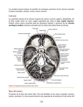 La cavidad craneal contiene el encéfalo, las meninges, porciones de los nervios craneales
(o pares craneales), arterias, venas y senos venosos.
Calvaria
La superficie interna de la calvaria muestra las suturas coronal, sagital y lambdoidea. En
la línea media existe un surco sagital superficial que aloja el seno sagital superior.
Existen varios surcos estrechos para las divisiones anterior y posterior de las arterias
meníngeas medias conforme ascienden por los lados del cráneo hasta la calvaria.
Figura 5-6 Superficie interna de la base del cráneo.
Base del cráneo
El interior de la base del cráneo (fig. 5-6) está dividido en tres fosas craneales: anterior,
media y posterior. La fosa craneal anterior está separada de la media por el ala menor del
338
ERRNVPHGLFRVRUJ
ERRNVPHGLFRVRUJ
 