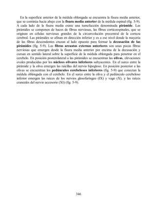 En la superficie anterior de la médula oblongada se encuentra la fisura media anterior,
que se continúa hacia abajo con la fisura media anterior de la médula espinal (fig. 5-9).
A cada lado de la fisura media existe una tumefacción denominada pirámide. Las
pirámides se componen de haces de fibras nerviosas, las fibras corticoespinales, que se
originan en células nerviosas grandes de la circunvolución precentral de la corteza
cerebral. Las pirámides se afinan en dirección inferior y es a ese nivel donde la mayoría
de las fibras descendentes cruzan al lado opuesto para formar la decusación de las
pirámides (fig. 5-9). Las fibras arcuatas externas anteriores son unas pocas fibras
nerviosas que emergen desde la fisura media anterior por encima de la decusación y
cursan en sentido lateral sobre la superficie de la médula oblongada para penetrar en el
cerebelo. En posición posterolateral a las pirámides se encuentran las olivas, elevaciones
ovales producidas por los núcleos olivares inferiores subyacentes. En el surco entre la
pirámide y la oliva emergen las raicillas del nervio hipogloso. En posición posterior a las
olivas se encuentran los pedúnculos cerebelosos inferiores (fig. 5-9) que conectan la
médula oblongada con el cerebelo. En el surco entre la oliva y el pedúnculo cerebeloso
inferior emergen las raíces de los nervios glosofaríngeo (IX) y vago (X), y las raíces
craneales del nervio accesorio (XI) (fig. 5-9).
346
ERRNVPHGLFRVRUJ
ERRNVPHGLFRVRUJ
 