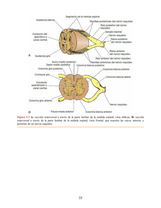 Figura 1-7 A: sección transversal a travès de la parte lumbar de la mèdula espinal; vista oblicua. B: sección
transversal a travès de la parte lumbar de la mèdula espinal, vista frontal, que muestra las raíces anterior y
posterior de un nervio raquídeo.
35
ERRNVPHGLFRVRUJ
ERRNVPHGLFRVRUJ
 