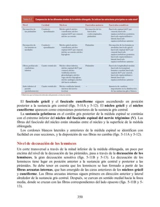 El fascículo grácil y el fascículo cuneiforme siguen ascendiendo en posición
posterior a la sustancia gris central (figs. 5-11A y 5-12). El núcleo grácil y el núcleo
cuneiforme aparecen como extensiones posteriores de la sustancia gris central.
La sustancia gelatinosa en el cordón gris posterior de la médula espinal se continúa
con el extremo inferior del núcleo del fascículo espinal del nervio trigémino (V). Las
fibras del fascículo del núcleo están situadas entre el núcleo y la superficie de la médula
oblongada.
Los cordones blancos laterales y anteriores de la médula espinal se identifican con
facilidad en esas secciones, y la disposición de sus fibras no cambia (figs. 5-11A y 5-12).
Nivel de decusación de los lemniscos
Un corte transversal a través de la mitad inferior de la médula oblongada, un poco por
encima del nivel de la decusación de las pirámides, pasa a través de la decusación de los
lemniscos, la gran decusación sensitiva (figs. 5-11B y 5-13). La decusación de los
lemniscos tiene lugar en posición anterior a la sustancia gris central y posterior a las
pirámides. Se debe tener en cuenta que los lemniscos se han formado a partir de las
fibras arcuatas internas, que han emergido de las caras anteriores de los núcleos grácil
y cuneiforme. Las fibras arcuatas internas siguen primero en dirección anterior y lateral
alrededor de la sustancia gris central. Después, se curvan en sentido medial hacia la línea
media, donde se cruzan con las fibras correspondientes del lado opuesto (figs. 5-11B y 5-
13).
350
ERRNVPHGLFRVRUJ
ERRNVPHGLFRVRUJ
 