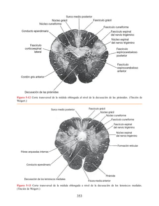Figura 5-12 Corte transversal de la médula oblongada al nivel de la decusación de las pirámides. (Tinción de
Weigert.)
Figura 5-13 Corte transversal de la médula oblongada a nivel de la decusación de los lemniscos mediales.
(Tinción de Weigert.)
353
ERRNVPHGLFRVRUJ
ERRNVPHGLFRVRUJ
 