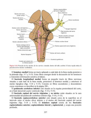 Figura 5-16 Posición de los núcleos de los nervios craneales dentro del tallo cerebral. El área rayada indica la
posición de los núcleos vestibulares.
El lemnisco medial forma un tracto aplanado a cada lado de la línea media posterior a
la pirámide (figs. 5-7 y 5-15). Estas fibras emergen desde la decusación de los lemniscos
y transmiten información sensitiva al tálamo.
El fascículo longitudinal medial forma un pequeño tracto de fibras nerviosas
situadas a cada lado de la línea media, posteriores al lemnisco medial, y anteriores al
núcleo hipogloso (figs. 5-14 y 5-15). Consiste en fibras ascendentes y descendentes
cuyas conexiones se describen en la página 208 .
El pedúnculo cerebeloso inferior está situado en la esquina posterolateral del corte,
en el lado lateral del cuarto ventrículo (figs. 5-14 y 5-15).
El fascículo espinal del nervio trigémino y su núcleo están situados en la cara
anteromedial del pedúnculo cerebeloso inferior (figs. 5-14 y 5-15).
El fascículo espinocerebeloso anterior está situado cerca de la superficie en el
intervalo entre el núcleo olivar inferior y el núcleo del fascículo espinal del nervio
trigémino (figs. 5-14 y 5-15). El lemnisco espinal consta de los fascículos
espinotalámico anterior, espinotalámico lateral y espinotectal, y ocupa una posición
profunda.
357
ERRNVPHGLFRVRUJ
ERRNVPHGLFRVRUJ
 