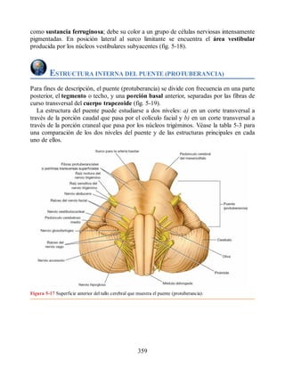 como sustancia ferruginosa; debe su color a un grupo de células nerviosas intensamente
pigmentadas. En posición lateral al surco limitante se encuentra el área vestibular
producida por los núcleos vestibulares subyacentes (fig. 5-18).
ESTRUCTURA INTERNA DEL PUENTE (PROTUBERANCIA)
Para fines de descripción, el puente (protuberancia) se divide con frecuencia en una parte
posterior, el tegmento o techo, y una porción basal anterior, separadas por las fibras de
curso transversal del cuerpo trapezoide (fig. 5-19).
La estructura del puente puede estudiarse a dos niveles: a) en un corte transversal a
través de la porción caudal que pasa por el colículo facial y b) en un corte transversal a
través de la porción craneal que pasa por los núcleos trigéminos. Véase la tabla 5-3 para
una comparación de los dos niveles del puente y de las estructuras principales en cada
uno de ellos.
Figura 5-17 Superficie anterior del tallo cerebral que muestra el puente (protuberancia).
359
ERRNVPHGLFRVRUJ
ERRNVPHGLFRVRUJ
 