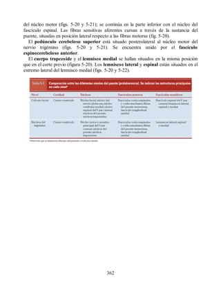 del núcleo motor (figs. 5-20 y 5-21); se continúa en la parte inferior con el núcleo del
fascículo espinal. Las fibras sensitivas aferentes cursan a través de la sustancia del
puente, situadas en posición lateral respecto a las fibras motoras (fig. 5-20).
El pedúnculo cerebeloso superior está situado posterolateral al núcleo motor del
nervio trigémino (figs. 5-20 y 5-21). Se encuentra unido por el fascículo
espinocerebeloso anterior.
El cuerpo trapezoide y el lemnisco medial se hallan situados en la misma posición
que en el corte previo (figura 5-20). Los lemniscos lateral y espinal están situados en el
extremo lateral del lemnisco medial (figs. 5-20 y 5-22).
362
ERRNVPHGLFRVRUJ
ERRNVPHGLFRVRUJ
 