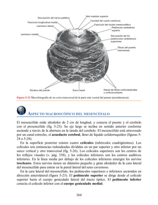 Figura 5-22 Microfotografía de un corte transversal de la parte más rostral del puente (protuberancia).
ASPECTO MACROSCÓPICO DEL MESENCÉFALO
El mesencéfalo mide alrededor de 2 cm de longitud, y conecta el puente y el cerebelo
con el prosencéfalo (fig. 5-23). Su eje largo se inclina en sentido anterior conforme
asciende a través de la abertura en la tienda del cerebelo. El mesencéfalo está atravesado
por un canal estrecho, el acueducto cerebral, lleno de líquido cefalorraquídeo (figuras 5-
24 a 5-28).
En la superficie posterior existen cuatro colículos (tubérculos cuadrigéminos). Los
colículos son eminencias redondeadas divididas en un par superior y otro inferior por un
surco vertical y otro transversal (fig. 5-26). Los colículos superiores son los centros de
los reflejos visuales (v. pág. 338), y los colículos inferiores son los centros auditivos
inferiores. En la línea media por debajo de los colículos inferiores emergen los nervios
trocleares. Estos nervios tienen un diámetro pequeño y giran alrededor de la cara lateral
del mesencéfalo para entrar en la pared lateral del seno cavernoso.
En la cara lateral del mesencéfalo, los pedúnculos superiores e inferiores ascienden en
dirección anterolateral (figura 5-23). El pedúnculo superior se dirige desde el colículo
superior hasta el cuerpo geniculado lateral del tracto óptico. El pedúnculo inferior
conecta el colículo inferior con el cuerpo geniculado medial.
364
ERRNVPHGLFRVRUJ
ERRNVPHGLFRVRUJ
 