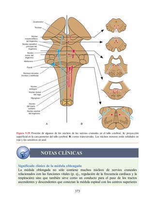 Figura 5-29 Posición de algunos de los núcleos de los nervios craneales en el tallo cerebral. A: proyección
superficial en la cara posterior del tallo cerebral. B: cortes transversales. Los núcleos motores están señalados en
rojo y los sensitivos en azul.
NOTAS CLÍNICAS
Significado clínico de la médula oblongada
La médula oblongada no sólo contiene muchos núcleos de nervios craneales
relacionados con las funciones vitales (p. ej., regulación de la frecuencia cardíaca y la
respiración) sino que también sirve como un conducto para el paso de los tractos
ascendentes y descendentes que conectan la médula espinal con los centros superiores
373
ERRNVPHGLFRVRUJ
ERRNVPHGLFRVRUJ
 