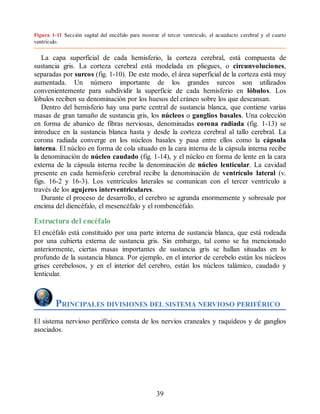 Figura 1-11 Sección sagital del encéfalo para mostrar el tercer ventrículo, el acueducto cerebral y el cuarto
ventrículo.
La capa superficial de cada hemisferio, la corteza cerebral, está compuesta de
sustancia gris. La corteza cerebral está modelada en pliegues, o circunvoluciones,
separadas por surcos (fig. 1-10). De este modo, el área superficial de la corteza está muy
aumentada. Un número importante de los grandes surcos son utilizados
convenientemente para subdividir la superficie de cada hemisferio en lóbulos. Los
lóbulos reciben su denominación por los huesos del cráneo sobre los que descansan.
Dentro del hemisferio hay una parte central de sustancia blanca, que contiene varias
masas de gran tamaño de sustancia gris, los núcleos o ganglios basales. Una colección
en forma de abanico de fibras nerviosas, denominadas corona radiada (fig. 1-13) se
introduce en la sustancia blanca hasta y desde la corteza cerebral al tallo cerebral. La
corona radiada converge en los núcleos basales y pasa entre ellos como la cápsula
interna. El núcleo en forma de cola situado en la cara interna de la cápsula interna recibe
la denominación de núcleo caudado (fig. 1-14), y el núcleo en forma de lente en la cara
externa de la cápsula interna recibe la denominación de núcleo lenticular. La cavidad
presente en cada hemisferio cerebral recibe la denominación de ventrículo lateral (v.
figs. 16-2 y 16-3). Los ventrículos laterales se comunican con el tercer ventrículo a
través de los agujeros interventriculares.
Durante el proceso de desarrollo, el cerebro se agranda enormemente y sobresale por
encima del diencéfalo, el mesencéfalo y el rombencéfalo.
Estructura del encéfalo
El encéfalo está constituido por una parte interna de sustancia blanca, que está rodeada
por una cubierta externa de sustancia gris. Sin embargo, tal como se ha mencionado
anteriormente, ciertas masas importantes de sustancia gris se hallan situadas en lo
profundo de la sustancia blanca. Por ejemplo, en el interior de cerebelo están los núcleos
grises cerebelosos, y en el interior del cerebro, están los núcleos talámico, caudado y
lenticular.
PRINCIPALES DIVISIONES DEL SISTEMA NERVIOSO PERIFÉRICO
El sistema nervioso periférico consta de los nervios craneales y raquídeos y de ganglios
asociados.
39
ERRNVPHGLFRVRUJ
ERRNVPHGLFRVRUJ
 
