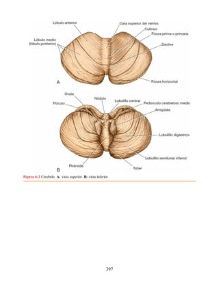 Figura 6-2 Cerebelo. A: vista superior. B: vista inferior.
397
ERRNVPHGLFRVRUJ
ERRNVPHGLFRVRUJ
 