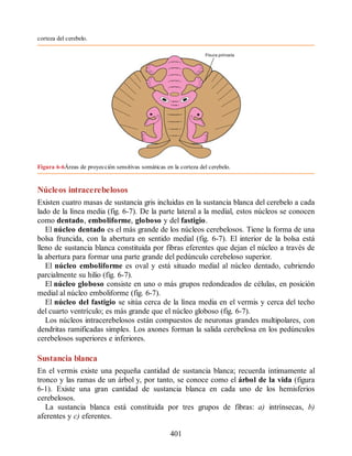 corteza del cerebelo.
Figura 6-6Áreas de proyección sensitivas somáticas en la corteza del cerebelo.
Núcleos intracerebelosos
Existen cuatro masas de sustancia gris incluidas en la sustancia blanca del cerebelo a cada
lado de la línea media (fig. 6-7). De la parte lateral a la medial, estos núcleos se conocen
como dentado, emboliforme, globoso y del fastigio.
El núcleo dentado es el más grande de los núcleos cerebelosos. Tiene la forma de una
bolsa fruncida, con la abertura en sentido medial (fig. 6-7). El interior de la bolsa está
lleno de sustancia blanca constituida por fibras eferentes que dejan el núcleo a través de
la abertura para formar una parte grande del pedúnculo cerebeloso superior.
El núcleo emboliforme es oval y está situado medial al núcleo dentado, cubriendo
parcialmente su hilio (fig. 6-7).
El núcleo globoso consiste en uno o más grupos redondeados de células, en posición
medial al núcleo emboliforme (fig. 6-7).
El núcleo del fastigio se sitúa cerca de la línea media en el vermis y cerca del techo
del cuarto ventrículo; es más grande que el núcleo globoso (fig. 6-7).
Los núcleos intracerebelosos están compuestos de neuronas grandes multipolares, con
dendritas ramificadas simples. Los axones forman la salida cerebelosa en los pedúnculos
cerebelosos superiores e inferiores.
Sustancia blanca
En el vermis existe una pequeña cantidad de sustancia blanca; recuerda íntimamente al
tronco y las ramas de un árbol y, por tanto, se conoce como el árbol de la vida (figura
6-1). Existe una gran cantidad de sustancia blanca en cada uno de los hemisferios
cerebelosos.
La sustancia blanca está constituida por tres grupos de fibras: a) intrínsecas, b)
aferentes y c) eferentes.
401
ERRNVPHGLFRVRUJ
ERRNVPHGLFRVRUJ
 