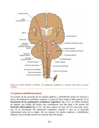 Figura 6-12 Fibras eferentes cerebelosas. Los pedúnculos cerebelosos se muestran como líneas de puntos
ovaladas.
Vía globosoemboliformerubral
Los axones de las neuronas de los núcleos globoso y emboliforme tienen un trayecto a
través del pedúnculo cerebeloso superior y cruzan la línea media al lado opuesto en la
decusación de los pedúnculos cerebelosos superiores (fig. 6-12). La fibras terminan
en sinapsis con células del núcleo rojo contralateral, que dan lugar a los axones del
fascículo rubroespinal (fig. 6-12). Así pues, parece ser que esta vía cruza dos veces,
una en la decusación del pedúnculo cerebeloso superior y otra en el fascículo
rubroespinal cerca de su origen. De esa manera, los núcleos globoso y emboliforme
influyen en la actividad motora en el mismo lado del cuerpo.
412
ERRNVPHGLFRVRUJ
ERRNVPHGLFRVRUJ
 