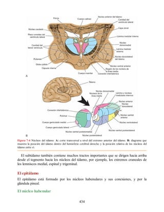 Figura 7-4 Núcleos del tálamo. A: corte transversal a nivel del extremo anterior del tálamo. B: diagrama que
muestra la posición del tálamo dentro del hemisferio cerebral derecho y la posición relativa de los núcleos del
tálamo entre sí.
El subtálamo también contiene muchos tractos importantes que se dirigen hacia arriba
desde el tegmento hacia los núcleos del tálamo, por ejemplo, los extremos craneales de
los lemniscos medial, espinal y trigeminal.
El epitálamo
El epitálamo está formado por los núcleos habenulares y sus conexiones, y por la
glándula pineal.
El núcleo habenular
434
ERRNVPHGLFRVRUJ
ERRNVPHGLFRVRUJ
 