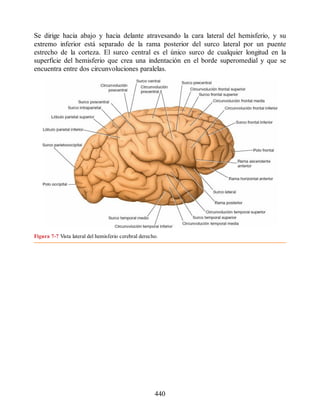 Se dirige hacia abajo y hacia delante atravesando la cara lateral del hemisferio, y su
extremo inferior está separado de la rama posterior del surco lateral por un puente
estrecho de la corteza. El surco central es el único surco de cualquier longitud en la
superficie del hemisferio que crea una indentación en el borde superomedial y que se
encuentra entre dos circunvoluciones paralelas.
Figura 7-7 Vista lateral del hemisferio cerebral derecho.
440
ERRNVPHGLFRVRUJ
ERRNVPHGLFRVRUJ
 