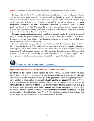 Figura 7-9 Vista lateral del hemisferio cerebral derecho diseccionada para mostrar la ínsula derecha.
El surco lateral (fig. 7-7; v. también la lámina 3 del Atlas) es una hendidura profunda
que se encuentra principalmente en las superficies inferior y lateral del hemisferio
cerebral. Está formado por un tronco corto que se divide en tres ramas. El tronco surge
en la superficie inferior y, al alcanzar la superficie lateral, se divide en la rama
horizontal anterior y la rama ascendente anterior, y continúa como la rama
posterior (figs. 7-7 y 7-10). Una zona de la corteza denominada ínsula se encuentra en
la parte inferior del surco lateral profundo, y no puede verse desde la superficie, a menos
que se separen los labios del surco (fig. 7-9).
El surco parietooccipital comienza en el borde superior medial del hemisferio, unos 5
cm por delante del polo occipital (figs. 7-8 y 7-10; v. también la lámina 3 del Atlas).
Después, se dirige hacia abajo y en dirección anterior en la superficie medial hasta
encontrarse con el surco calcarino (fig. 7-8).
El surco calcarino se encuentra en la superficie medial del hemisferio (figs. 7-8 y 7-
10; v. también la lámina 3 del Atlas). Comienza bajo el extremo posterior del cuerpo
calloso y se arquea hacia arriba y hacia atrás hasta alcanzar el polo occipital, donde se
interrumpe. No obstante, en algunos encéfalos continúa durante una corta distancia sobre
la super ficie lateral del hemisferio. El surco calcarino se une en ángulo agudo con el
surco parietooccipital, aproximadamente a la mitad del recorrido de éste último.
LÓBULOS DEL HEMISFERIO CEREBRAL
Superficie superolateral del hemisferio (lámina 3 del atlas)
El lóbulo frontal ocupa la zona anterior del surco central y la zona superior al surco
lateral (figs. 7-10 y 7-11). La superficie superolateral del lóbulo frontal está dividida por
tres surcos en cuatro circunvoluciones. El surco precentral tiene un trayecto paralelo al
surco central, y entre ambos se encuentra la circunvolución precentral (figs. 7-7 y 7-
10). Extendiéndose en dirección anterior desde el surco precentral se encuentran los
surcos frontales superior e inferior. La circunvolución frontal superior se halla por
encima del surco frontal superior, la circunvolución frontal media se encuentra entre
los surcos frontales superior e inferior, y la circunvolución frontal inferior se sitúa por
debajo del surco frontal inferior (figs. 7-7 y 7-10). La circunvolución frontal inferior está
invadida por los ramos anteriores y ascendente del surco lateral.
442
ERRNVPHGLFRVRUJ
ERRNVPHGLFRVRUJ
 