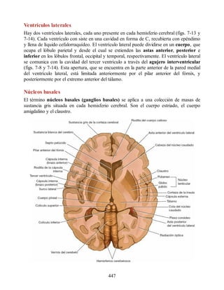 Ventrículos laterales
Hay dos ventrículos laterales, cada uno presente en cada hemisferio cerebral (figs. 7-13 y
7-14). Cada ventrículo con siste en una cavidad en forma de C, recubierta con epéndimo
y llena de líquido cefalorraquídeo. El ventrículo lateral puede dividirse en un cuerpo, que
ocupa el lóbulo parietal y desde el cual se extienden las astas anterior, posterior e
inferior en los lóbulos frontal, occipital y temporal, respectivamente. El ventrículo lateral
se comunica con la cavidad del tercer ventrículo a través del agujero interventricular
(figs. 7-8 y 7-14). Esta apertura, que se encuentra en la parte anterior de la pared medial
del ventrículo lateral, está limitada anteriormente por el pilar anterior del fórnix, y
posteriormente por el extremo anterior del tálamo.
Núcleos basales
El término núcleos basales (ganglios basales) se aplica a una colección de masas de
sustancia gris situada en cada hemisferio cerebral. Son el cuerpo estriado, el cuerpo
amigdalino y el claustro.
447
ERRNVPHGLFRVRUJ
ERRNVPHGLFRVRUJ
 