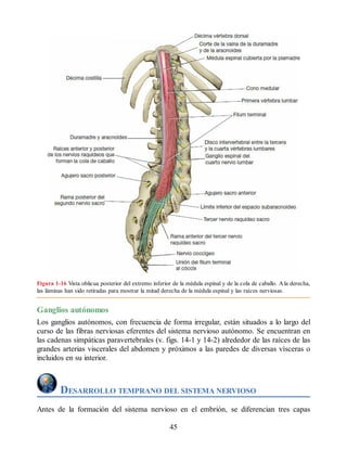 Figura 1-16 Vista oblicua posterior del extremo inferior de la médula espinal y de la cola de caballo. Ala derecha,
las láminas han sido retiradas para mostrar la mitad derecha de la médula espinal y las raíces nerviosas.
Ganglios autónomos
Los ganglios autónomos, con frecuencia de forma irregular, están situados a lo largo del
curso de las fibras nerviosas eferentes del sistema nervioso autónomo. Se encuentran en
las cadenas simpáticas paravertebrales (v. figs. 14-1 y 14-2) alrededor de las raíces de las
grandes arterias viscerales del abdomen y próximos a las paredes de diversas vísceras o
incluidos en su interior.
DESARROLLO TEMPRANO DEL SISTEMA NERVIOSO
Antes de la formación del sistema nervioso en el embrión, se diferencian tres capas
45
ERRNVPHGLFRVRUJ
ERRNVPHGLFRVRUJ
 