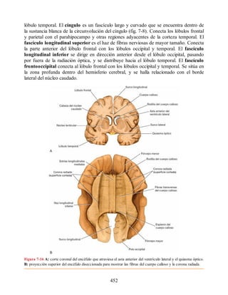 lóbulo temporal. El cíngulo es un fascículo largo y curvado que se encuentra dentro de
la sustancia blanca de la circunvolución del cíngulo (fig. 7-8). Conecta los lóbulos frontal
y parietal con el parahipocampo y otras regiones adyacentes de la corteza temporal. El
fascículo longitudinal superior es el haz de fibras nerviosas de mayor tamaño. Conecta
la parte anterior del lóbulo frontal con los lóbulos occipital y temporal. El fascículo
longitudinal inferior se dirige en dirección anterior desde el lóbulo occipital, pasando
por fuera de la radiación óptica, y se distribuye hacia el lóbulo temporal. El fascículo
frontooccipital conecta al lóbulo frontal con los lóbulos occipital y temporal. Se sitúa en
la zona profunda dentro del hemisferio cerebral, y se halla relacionado con el borde
lateral del núcleo caudado.
Figura 7-16 A: corte coronal del encéfalo que atraviesa el asta anterior del ventrículo lateral y el quiasma óptico.
B: proyección superior del encéfalo diseccionada para mostrar las fibras del cuerpo calloso y la corona radiada.
452
ERRNVPHGLFRVRUJ
ERRNVPHGLFRVRUJ
 