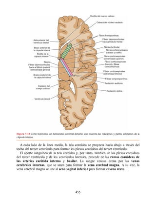 Figura 7-18 Corte horizontal del hemisferio cerebral derecho que muestra las relaciones y partes diferentes de la
cápsula interna.
A cada lado de la línea media, la tela coroidea se proyecta hacia abajo a través del
techo del tercer ventrículo para formar los plexos coroideos del tercer ventrículo.
El aporte sanguíneo de la tela coroidea y, por tanto, también de los plexos coroideos
del tercer ventrículo y de los ventrículos laterales, procede de las ramas coroideas de
las arterias carótida interna y basilar. La sangre venosa drena por las venas
cerebrales internas, que se unen para formar la vena cerebral magna. A su vez, la
vena cerebral magna se une al seno sagital inferior para formar el seno recto.
455
ERRNVPHGLFRVRUJ
ERRNVPHGLFRVRUJ
 