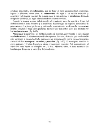 celulares principales, el endodermo, que da lugar al tubo gastrointestinal, pulmones,
hígado y páncreas, entre otros. El mesodermo da lugar a los tejidos muscular y
conectivo y al sistema vascular. La tercera capa, la más externa, el ectodermo, formada
de epitelio cilíndrico, da lugar a la totalidad del sistema nervioso.
Durante la tercera semana del desarrollo, el ectodermo sobre la superficie dorsal del
embrión entre el nodo primitivo y la membrana bucofaríngea se engruesa para formar la
placa neural. La placa, piriforme y más ancha cranealmente, se desarrolla en un surco
neural. El surco se hace ahora profundo de modo que por ambos lados está limitado por
los bordes neurales (fig. 1-17).
Al proseguir el desarrollo, los bordes neurales se fusionan, convirtiendo el surco neural
en el tubo neural. La fusión consta de cinco puntos de cierre, de modo que en el estadio
más temprano la cavidad del tubo permanece en comunicación con la cavidad amniótica
a través de los neuroporos anterior y posterior (fig. 1-17). El neuroporo anterior se
cierra primero, y 2 días después se cierra el neuroporo posterior. Así, normalmente, el
cierre del tubo neural se completa en 28 días. Mientras tanto, el tubo neural se ha
hundido por debajo de la superficie del ectodermo.
46
ERRNVPHGLFRVRUJ
ERRNVPHGLFRVRUJ
 