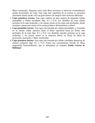 fibras comisurales. Dispersas entre estas fibras nerviosas se observan ocasionalmente
células horizontales de Cajal. Esta capa más superficial de la corteza se encuentra
claramente donde puede verse un gran número de sinapsis entre neuronas diferentes.
2. Capa granulosa externa. Esta capa contiene un gran número de pequeñas células
piramidales y células estrelladas (figs. 8-1 y 8-3). Las dendritas de estas células
terminan en la capa molecular, y los axones entran en las capas más profundas, donde
terminan o pasan para entrar en la sustancia blanca del hemisferio cerebral.
3. Capa piramidal externa. Esta capa está formada por células piramidales, y el tamaño
de su cuerpo celular aumenta desde el límite superficial hasta los límites más
profundos de la capa (figs. 8-1 y 8-3). Las dendritas apicales penetran en la capa
molecular, y los axones entran en la sustancia blanca en forma de fibras de
proyección, asociación o fibras comisurales.
4. Capa granulosa interna. Esta capa está formada por células estrelladas dispuestas de
manera compacta (figs. 8-1 y 8-3). Existe una concentración elevada de fibras
organizadas horizontalmente, que se denominan en conjunto banda externa de
Baillarger.
483
ERRNVPHGLFRVRUJ
ERRNVPHGLFRVRUJ
 