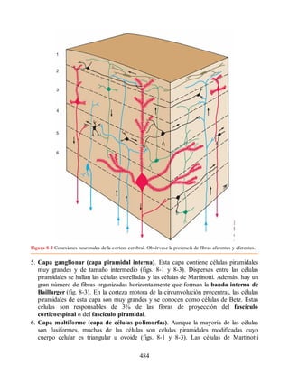 Figura 8-2 Conexiones neuronales de la corteza cerebral. Obsérvese la presencia de fibras aferentes y eferentes.
5. Capa ganglionar (capa piramidal interna). Esta capa contiene células piramidales
muy grandes y de tamaño intermedio (figs. 8-1 y 8-3). Dispersas entre las células
piramidales se hallan las células estrelladas y las células de Martinotti. Además, hay un
gran número de fibras organizadas horizontalmente que forman la banda interna de
Baillarger (fig. 8-3). En la corteza motora de la circunvolución precentral, las células
piramidales de esta capa son muy grandes y se conocen como células de Betz. Estas
células son responsables de 3% de las fibras de proyección del fascículo
corticoespinal o del fascículo piramidal.
6. Capa multiforme (capa de células polimorfas). Aunque la mayoría de las células
son fusiformes, muchas de las células son células piramidales modificadas cuyo
cuerpo celular es triangular u ovoide (figs. 8-1 y 8-3). Las células de Martinotti
484
ERRNVPHGLFRVRUJ
ERRNVPHGLFRVRUJ
 