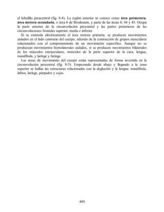 el lobulillo paracentral (fig. 8-4). La región anterior se conoce como área premotora,
área motora secundaria, o área 6 de Brodmann, y parte de las áreas 8, 44 y 45. Ocupa
la parte anterior de la circunvolución precentral y las partes posteriores de las
circunvoluciones frontales superior, media e inferior.
Si se estimula eléctricamente el área motora primaria, se producen movimientos
aislados en el lado contrario del cuerpo, además de la contracción de grupos musculares
relacionados con el comportamiento de un movimiento específico. Aunque no se
produzcan movimientos homolaterales aislados, sí se producen movimientos bilaterales
de los músculos extraoculares, músculos de la parte superior de la cara, lengua,
mandíbula, y laringe y faringe.
Las áreas de movimiento del cuerpo están representadas de forma invertida en la
circunvolución precentral (fig. 8-5). Empezando desde abajo y llegando a la zona
superior se hallan las estructuras relacionadas con la deglución y la lengua: mandíbula,
labios, laringe, párpados y cejas.
489
ERRNVPHGLFRVRUJ
ERRNVPHGLFRVRUJ
 