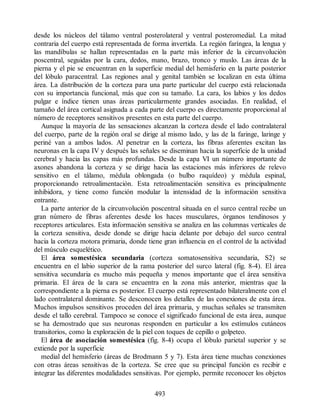 desde los núcleos del tálamo ventral posterolateral y ventral posteromedial. La mitad
contraria del cuerpo está representada de forma invertida. La región faríngea, la lengua y
las mandíbulas se hallan representadas en la parte más inferior de la circunvolución
poscentral, seguidas por la cara, dedos, mano, brazo, tronco y muslo. Las áreas de la
pierna y el pie se encuentran en la superficie medial del hemisferio en la parte posterior
del lóbulo paracentral. Las regiones anal y genital también se localizan en esta última
área. La distribución de la corteza para una parte particular del cuerpo está relacionada
con su importancia funcional, más que con su tamaño. La cara, los labios y los dedos
pulgar e índice tienen unas áreas particularmente grandes asociadas. En realidad, el
tamaño del área cortical asignada a cada parte del cuerpo es directamente proporcional al
número de receptores sensitivos presentes en esta parte del cuerpo.
Aunque la mayoría de las sensaciones alcanzan la corteza desde el lado contralateral
del cuerpo, parte de la región oral se dirige al mismo lado, y las de la faringe, laringe y
periné van a ambos lados. Al penetrar en la corteza, las fibras aferentes excitan las
neuronas en la capa IV y después las señales se diseminan hacia la superficie de la unidad
cerebral y hacia las capas más profundas. Desde la capa VI un número importante de
axones abandona la corteza y se dirige hacia las estaciones más inferiores de relevo
sensitivo en el tálamo, médula oblongada (o bulbo raquídeo) y médula espinal,
proporcionando retroalimentación. Esta retroalimentación sensitiva es principalmente
inhibidora, y tiene como función modular la intensidad de la información sensitiva
entrante.
La parte anterior de la circunvolución poscentral situada en el surco central recibe un
gran número de fibras aferentes desde los haces musculares, órganos tendinosos y
receptores articulares. Esta información sensitiva se analiza en las columnas verticales de
la corteza sensitiva, desde donde se dirige hacia delante por debajo del surco central
hacia la corteza motora primaria, donde tiene gran influencia en el control de la actividad
del músculo esquelético.
El área somestésica secundaria (corteza somatosensitiva secundaria, S2) se
encuentra en el labio superior de la rama posterior del surco lateral (fig. 8-4). El área
sensitiva secundaria es mucho más pequeña y menos importante que el área sensitiva
primaria. El área de la cara se encuentra en la zona más anterior, mientras que la
correspondiente a la pierna es posterior. El cuerpo está representado bilateralmente con el
lado contralateral dominante. Se desconocen los detalles de las conexiones de esta área.
Muchos impulsos sensitivos proceden del área primaria, y muchas señales se transmiten
desde el tallo cerebral. Tampoco se conoce el significado funcional de esta área, aunque
se ha demostrado que sus neuronas responden en particular a los estímulos cutáneos
transitorios, como la exploración de la piel con toques de cepillo o golpeteo.
El área de asociación somestésica (fig. 8-4) ocupa el lóbulo parietal superior y se
extiende por la superficie
medial del hemisferio (áreas de Brodmann 5 y 7). Esta área tiene muchas conexiones
con otras áreas sensitivas de la corteza. Se cree que su principal función es recibir e
integrar las diferentes modalidades sensitivas. Por ejemplo, permite reconocer los objetos
493
ERRNVPHGLFRVRUJ
ERRNVPHGLFRVRUJ
 