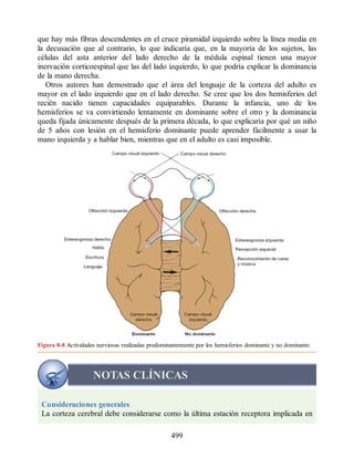 que hay más fibras descendentes en el cruce piramidal izquierdo sobre la línea media en
la decusación que al contrario, lo que indicaría que, en la mayoría de los sujetos, las
células del asta anterior del lado derecho de la médula espinal tienen una mayor
inervación corticoespinal que las del lado izquierdo, lo que podría explicar la dominancia
de la mano derecha.
Otros autores han demostrado que el área del lenguaje de la corteza del adulto es
mayor en el lado izquierdo que en el lado derecho. Se cree que los dos hemisferios del
recién nacido tienen capacidades equiparables. Durante la infancia, uno de los
hemisferios se va convirtiendo lentamente en dominante sobre el otro y la dominancia
queda fijada únicamente después de la primera década, lo que explicaría por qué un niño
de 5 años con lesión en el hemisferio dominante puede aprender fácilmente a usar la
mano izquierda y a hablar bien, mientras que en el adulto es casi imposible.
Figura 8-8 Actividades nerviosas realizadas predominantemente por los hemisferios dominante y no dominante.
NOTAS CLÍNICAS
Consideraciones generales
La corteza cerebral debe considerarse como la última estación receptora implicada en
499
ERRNVPHGLFRVRUJ
ERRNVPHGLFRVRUJ
 
