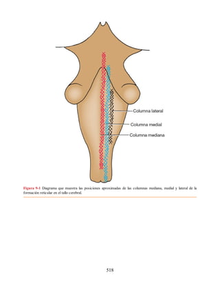 Figura 9-1 Diagrama que muestra las posiciones aproximadas de las columnas mediana, medial y lateral de la
formación reticular en el tallo cerebral.
518
ERRNVPHGLFRVRUJ
ERRNVPHGLFRVRUJ
 