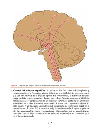 Figura 9-2 Diagrama que muestra las fibras aferentes de la formación reticular.
1. Control del músculo esquelético. A través de los fascículos reticuloespinales y
reticulomedulares, la formación reticular influye en la actividad de las motoneuronas α
y γ del asta anterior de la médula espinal. En consecuencia, la formación reticular
puede modular el tono muscular y la actividad refleja. También mantiene la inhibición
recíproca; así, por ejemplo, cuando los músculos flexores se contraen, los extensores
antagónicos se relajan. La formación reticular, ayudada por el aparato vestibular del
oído interno y el fascículo vestibuloespinal, desempeña un importante papel en el
mantenimiento del tono de los músculos antigravitatorios cuando el sujeto se pone en
pie. Los denominados centros respiratorios del tallo cerebral, que los neurofisiólogos
describen como el lugar del control de los músculos respiratorios, se consideran parte
de la formación reticular.
519
ERRNVPHGLFRVRUJ
ERRNVPHGLFRVRUJ
 