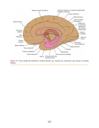 Figura 9-3 Cara medial del hemisferio cerebral derecho que muestra las estructuras que forman el sistema
límbico.
522
ERRNVPHGLFRVRUJ
ERRNVPHGLFRVRUJ
 