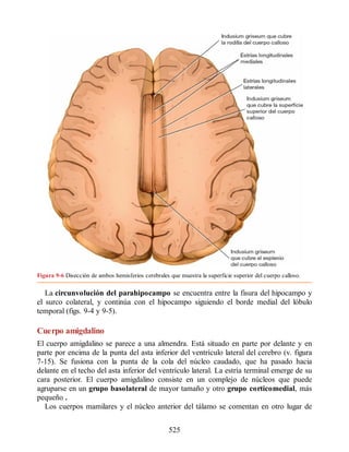 Figura 9-6 Disección de ambos hemisferios cerebrales que muestra la superficie superior del cuerpo calloso.
La circunvolución del parahipocampo se encuentra entre la fisura del hipocampo y
el surco colateral, y continúa con el hipocampo siguiendo el borde medial del lóbulo
temporal (figs. 9-4 y 9-5).
Cuerpo amigdalino
El cuerpo amigdalino se parece a una almendra. Está situado en parte por delante y en
parte por encima de la punta del asta inferior del ventrículo lateral del cerebro (v. figura
7-15). Se fusiona con la punta de la cola del núcleo caudado, que ha pasado hacia
delante en el techo del asta inferior del ventrículo lateral. La estría terminal emerge de su
cara posterior. El cuerpo amigdalino consiste en un complejo de núcleos que puede
agruparse en un grupo basolateral de mayor tamaño y otro grupo corticomedial, más
pequeño .
Los cuerpos mamilares y el núcleo anterior del tálamo se comentan en otro lugar de
525
ERRNVPHGLFRVRUJ
ERRNVPHGLFRVRUJ
 
