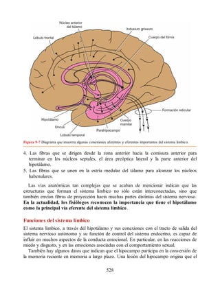 Figura 9-7 Diagrama que muestra algunas conexiones aferentes y eferentes importantes del sistema límbico.
4. Las fibras que se dirigen desde la zona anterior hacia la comisura anterior para
terminar en los núcleos septales, el área preóptica lateral y la parte anterior del
hipotálamo.
5. Las fibras que se unen en la estría medular del tálamo para alcanzar los núcleos
habenulares.
Las vías anatómicas tan complejas que se acaban de mencionar indican que las
estructuras que forman el sistema límbico no sólo están interconectadas, sino que
también envían fibras de proyección hacia muchas partes distintas del sistema nervioso.
En la actualidad, los fisiólogos reconocen la importancia que tiene el hipotálamo
como la principal vía eferente del sistema límbico.
Funciones del sistema límbico
El sistema límbico, a través del hipotálamo y sus conexiones con el tracto de salida del
sistema nervioso autónomo y su función de control del sistema endocrino, es capaz de
influir en muchos aspectos de la conducta emocional. En particular, en las reacciones de
miedo y disgusto, y en las emociones asociadas con el comportamiento sexual.
También hay algunos datos que indican que el hipocampo participa en la conversión de
la memoria reciente en memoria a largo plazo. Una lesión del hipocampo origina que el
528
ERRNVPHGLFRVRUJ
ERRNVPHGLFRVRUJ
 
