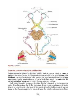 Neuroanatomia_Clinica_Snell_7a_Edicion_b.pdf