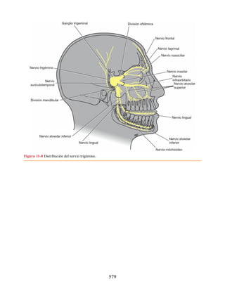 Neuroanatomia_Clinica_Snell_7a_Edicion_b.pdf