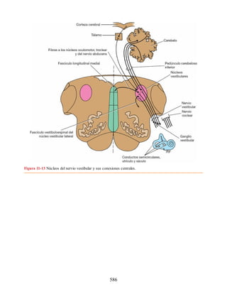 Neuroanatomia_Clinica_Snell_7a_Edicion_b.pdf