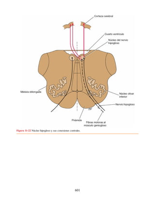 Neuroanatomia_Clinica_Snell_7a_Edicion_b.pdf