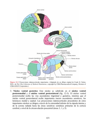 Neuroanatomia_Clinica_Snell_7a_Edicion_b.pdf