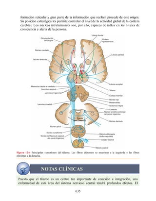 Neuroanatomia_Clinica_Snell_7a_Edicion_b.pdf
