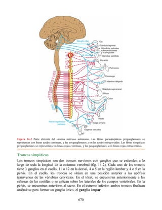 Neuroanatomia_Clinica_Snell_7a_Edicion_b.pdf