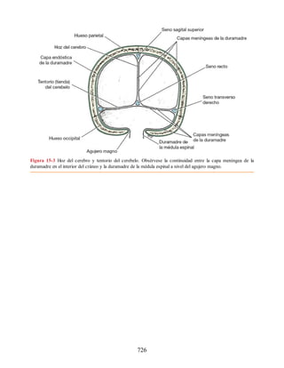 Neuroanatomia_Clinica_Snell_7a_Edicion_b.pdf