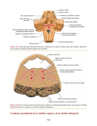 Neuroanatomia_Clinica_Snell_7a_Edicion_b.pdf