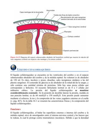 Neuroanatomia_Clinica_Snell_7a_Edicion_b.pdf