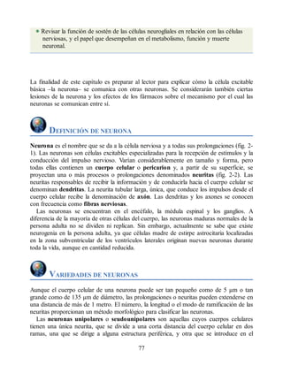 Revisar la función de sostén de las células neurogliales en relación con las células
nerviosas, y el papel que desempeñan en el metabolismo, función y muerte
neuronal.
La finalidad de este capítulo es preparar al lector para explicar cómo la célula excitable
básica –la neurona– se comunica con otras neuronas. Se considerarán también ciertas
lesiones de la neurona y los efectos de los fármacos sobre el mecanismo por el cual las
neuronas se comunican entre sí.
DEFINICIÓN DE NEURONA
Neurona es el nombre que se da a la célula nerviosa y a todas sus prolongaciones (fig. 2-
1). Las neuronas son células excitables especializadas para la recepción de estímulos y la
conducción del impulso nervioso. Varían considerablemente en tamaño y forma, pero
todas ellas contienen un cuerpo celular o pericarion y, a partir de su superficie, se
proyectan una o más procesos o prolongaciones denominados neuritas (fig. 2-2). Las
neuritas responsables de recibir la información y de conducirla hacia el cuerpo celular se
denominan dendritas. La neurita tubular larga, única, que conduce los impulsos desde el
cuerpo celular recibe la denominación de axón. Las dendritas y los axones se conocen
con frecuencia como fibras nerviosas.
Las neuronas se encuentran en el encéfalo, la médula espinal y los ganglios. A
diferencia de la mayoría de otras células del cuerpo, las neuronas maduras normales de la
persona adulta no se dividen ni replican. Sin embargo, actualmente se sabe que existe
neurogenia en la persona adulta, ya que células madre de estirpe astrocitaria localizadas
en la zona subventricular de los ventrículos laterales originan nuevas neuronas durante
toda la vida, aunque en cantidad reducida.
VARIEDADES DE NEURONAS
Aunque el cuerpo celular de una neurona puede ser tan pequeño como de 5 µm o tan
grande como de 135 µm de diámetro, las prolongaciones o neuritas pueden extenderse en
una distancia de más de 1 metro. El número, la longitud o el modo de ramificación de las
neuritas proporcionan un método morfológico para clasificar las neuronas.
Las neuronas unipolares o seudounipolares son aquellas cuyos cuerpos celulares
tienen una única neurita, que se divide a una corta distancia del cuerpo celular en dos
ramas, una que se dirige a alguna estructura periférica, y otra que se introduce en el
77
ERRNVPHGLFRVRUJ
ERRNVPHGLFRVRUJ
 