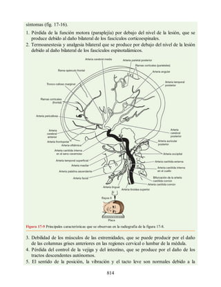 Neuroanatomia_Clinica_Snell_7a_Edicion_b.pdf