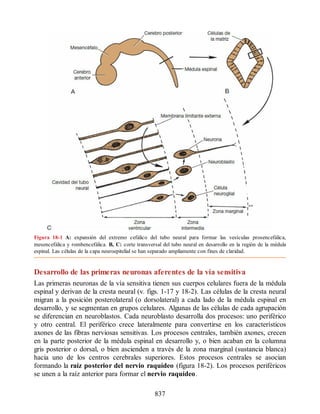 Neuroanatomia_Clinica_Snell_7a_Edicion_b.pdf