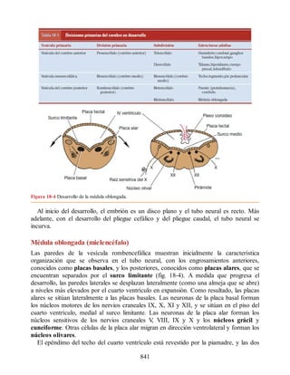 Neuroanatomia_Clinica_Snell_7a_Edicion_b.pdf