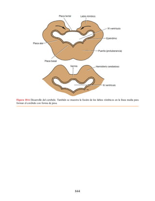 Neuroanatomia_Clinica_Snell_7a_Edicion_b.pdf