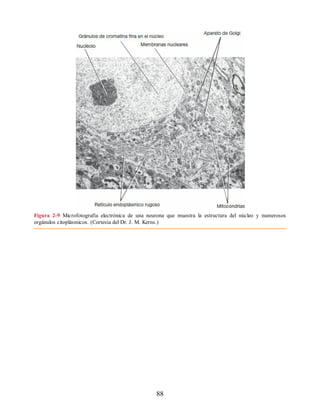 Figura 2-9 Microfotografía electrónica de una neurona que muestra la estructura del núcleo y numerosos
orgánulos citoplásmicos. (Cortesía del Dr. J. M. Kerns.)
88
ERRNVPHGLFRVRUJ
ERRNVPHGLFRVRUJ
 