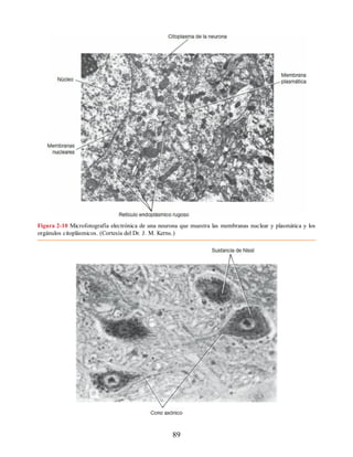 Figura 2-10 Microfotografía electrónica de una neurona que muestra las membranas nuclear y plasmática y los
orgánulos citoplásmicos. (Cortesía del Dr. J. M. Kerns.)
89
ERRNVPHGLFRVRUJ
ERRNVPHGLFRVRUJ
 